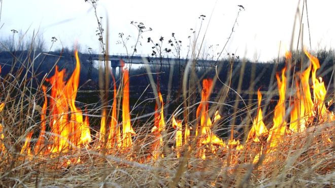 Спасатели напоминают о запрете сжигания сухой травы осенью: почему это нельзя делать