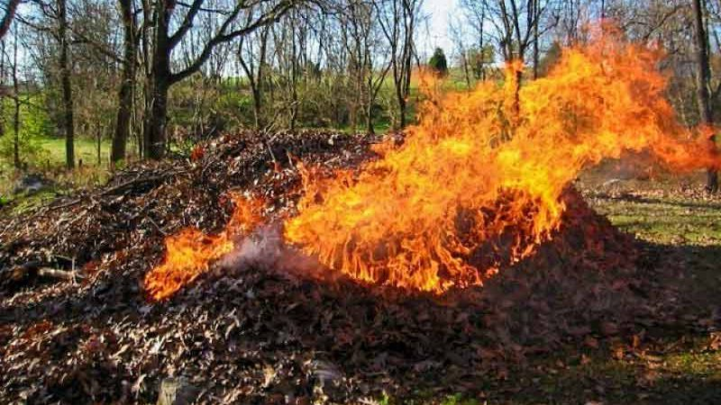 В Славянске решили серьезно взяться за проблему сжигания опавших листьев