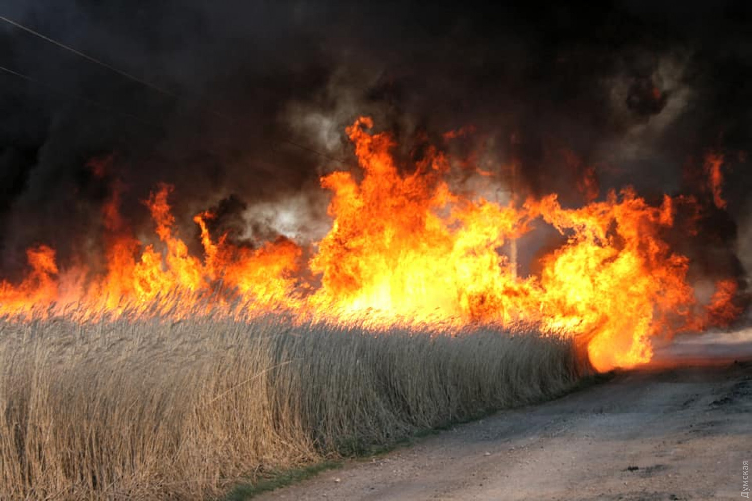 На Донетчине поджог камыша вызвал пожар в ландшафтном заказнике: видео