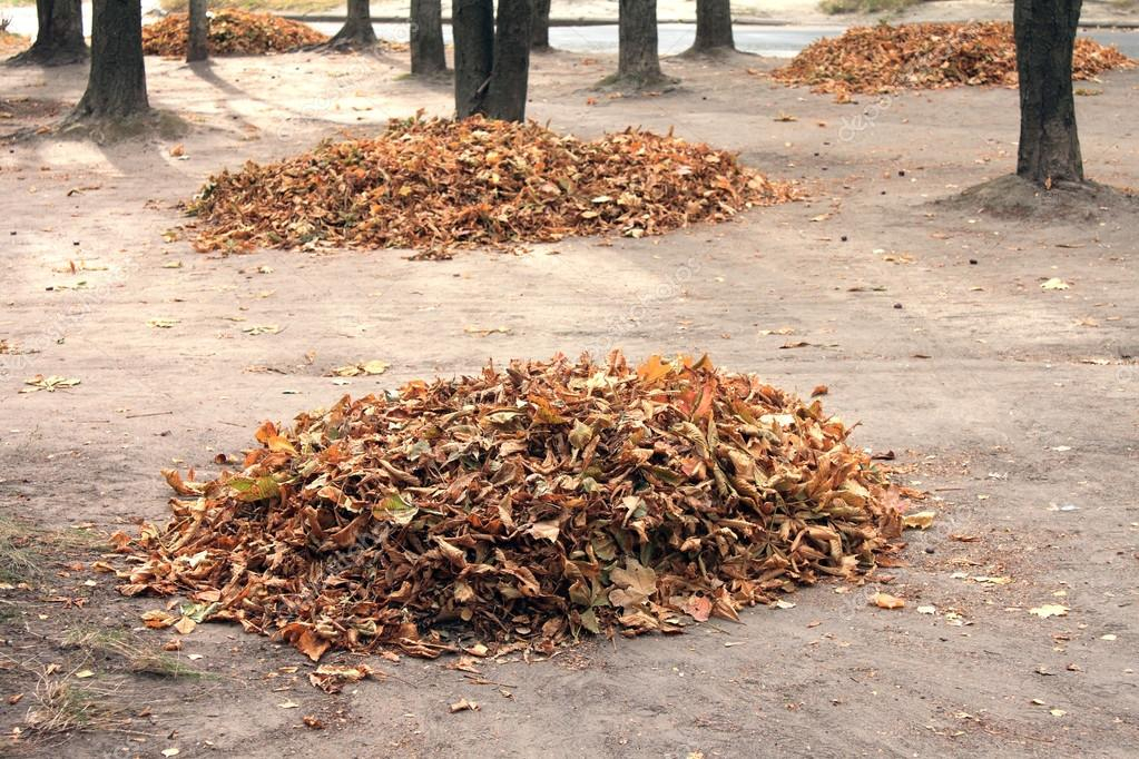 В Мирнограде взялись бесплатно вывозить опавшие листья с улиц частного сектора