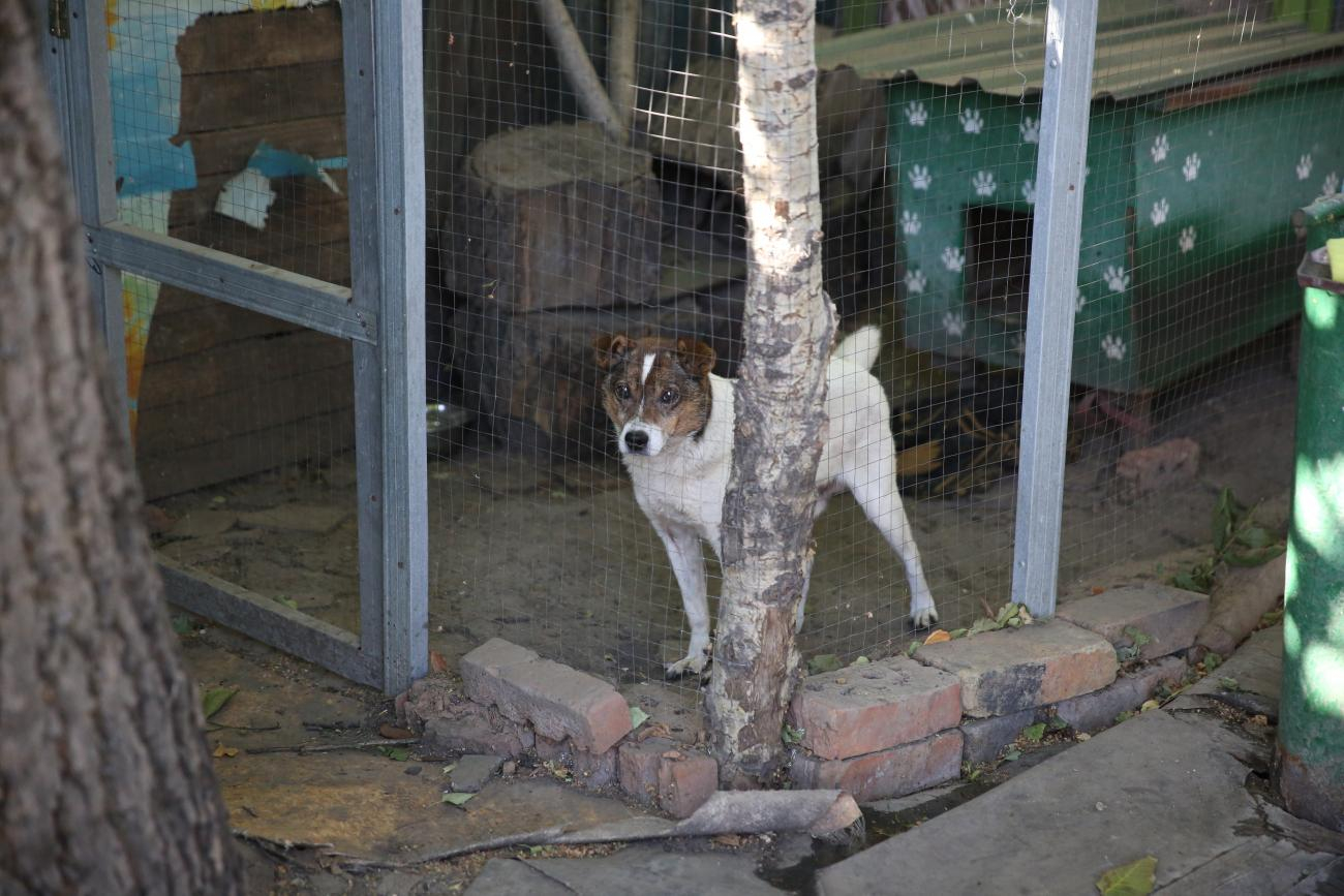 В Бахмуте отказались строить стерилизационный пункт для бездомных животных, - департамент экологии