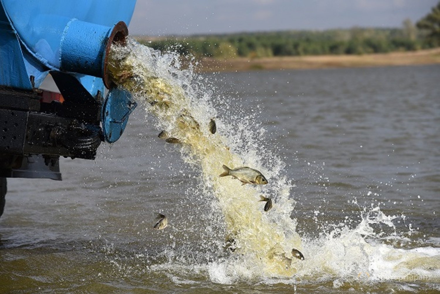 На Донетчине в водоемы выпустили почти 5 тонн рыбы