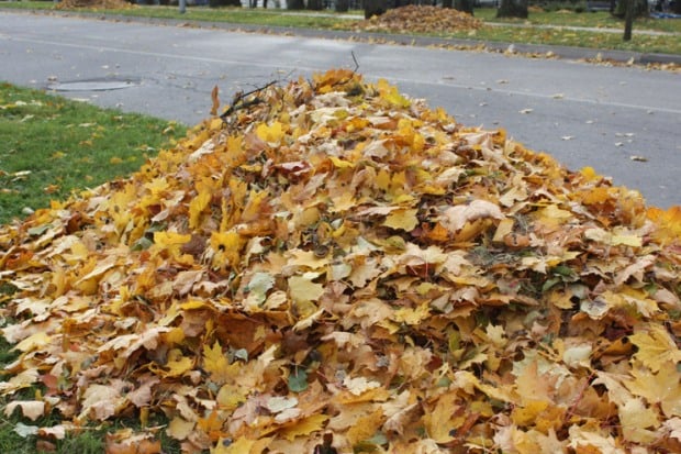 Власти Дружковки ответили на петицию по поводу организации вывоза опавшей листвы: каков результат