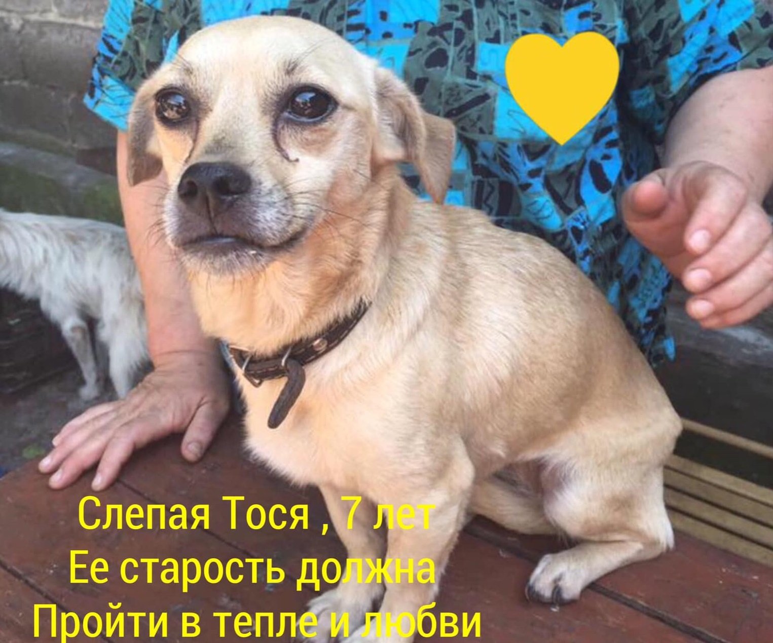 Приют для животных возле линии фронта нуждается в помощи
