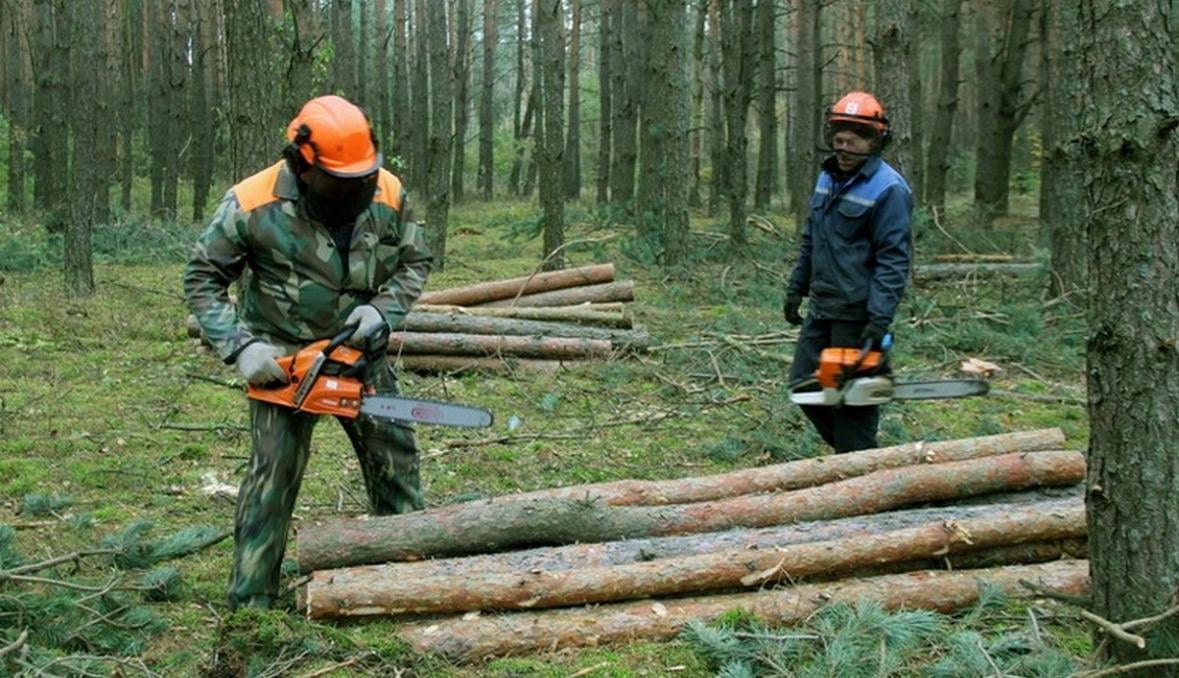 На Донетчине открыто около 100 уголовных производств за незаконную вырубку леса