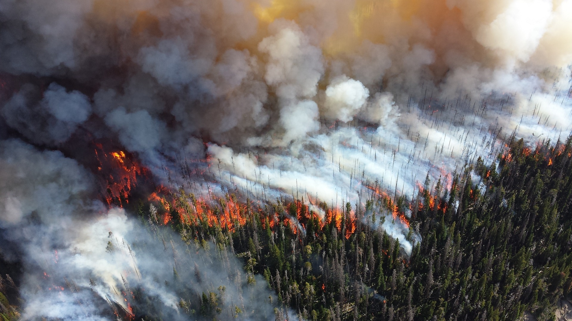 В национальном парке "Святые горы" на Донетчине установили телесистему обнаружения лесных пожаров