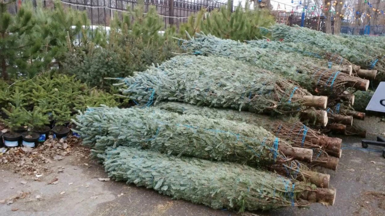На Луганщине обнародовали цены на новогодние елки