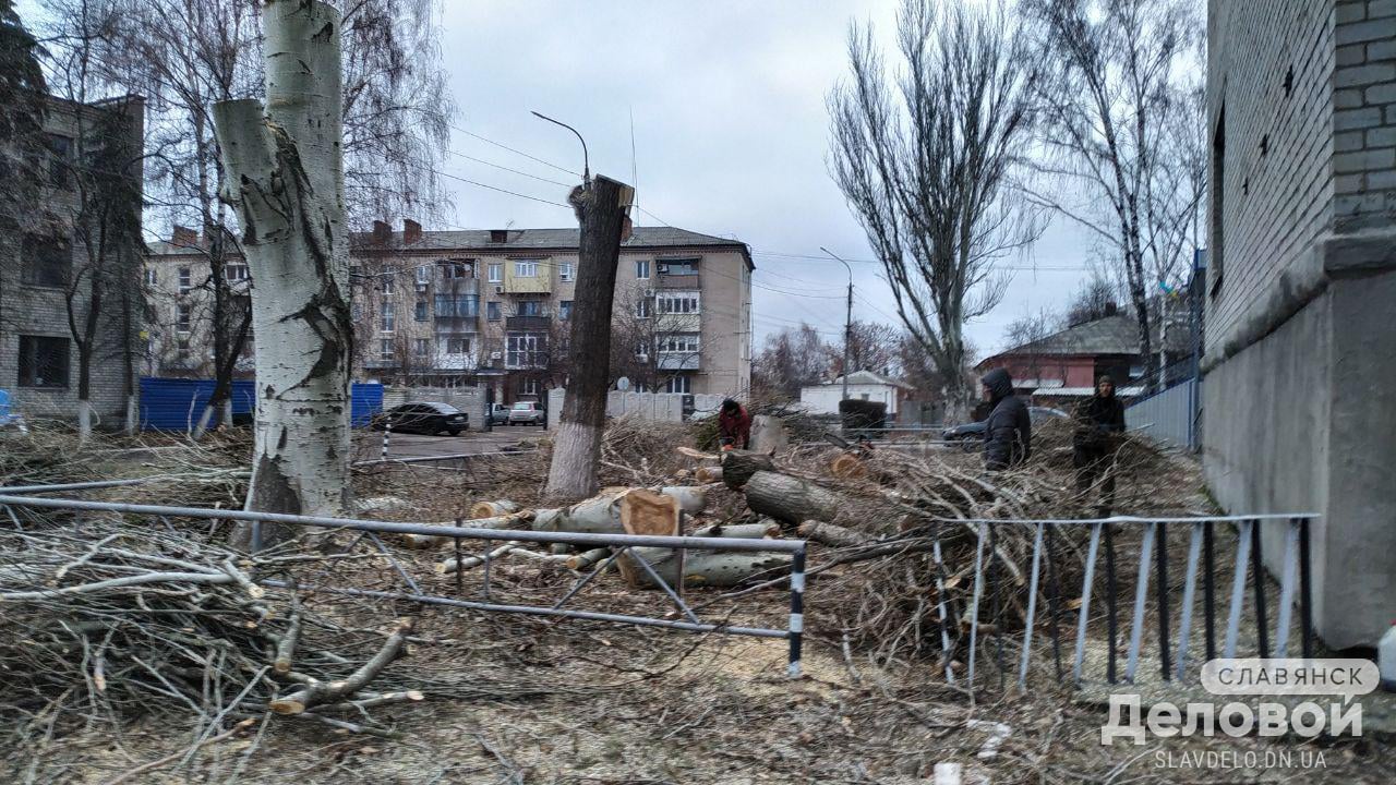 В Славянске режут великовозрастные и аварийные деревья: фото