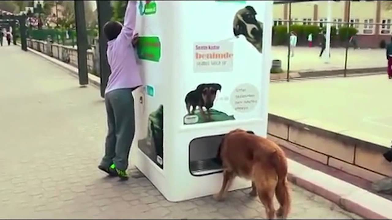 В Мариуполе предлагают установить автоматы для кормежки бездомных собак