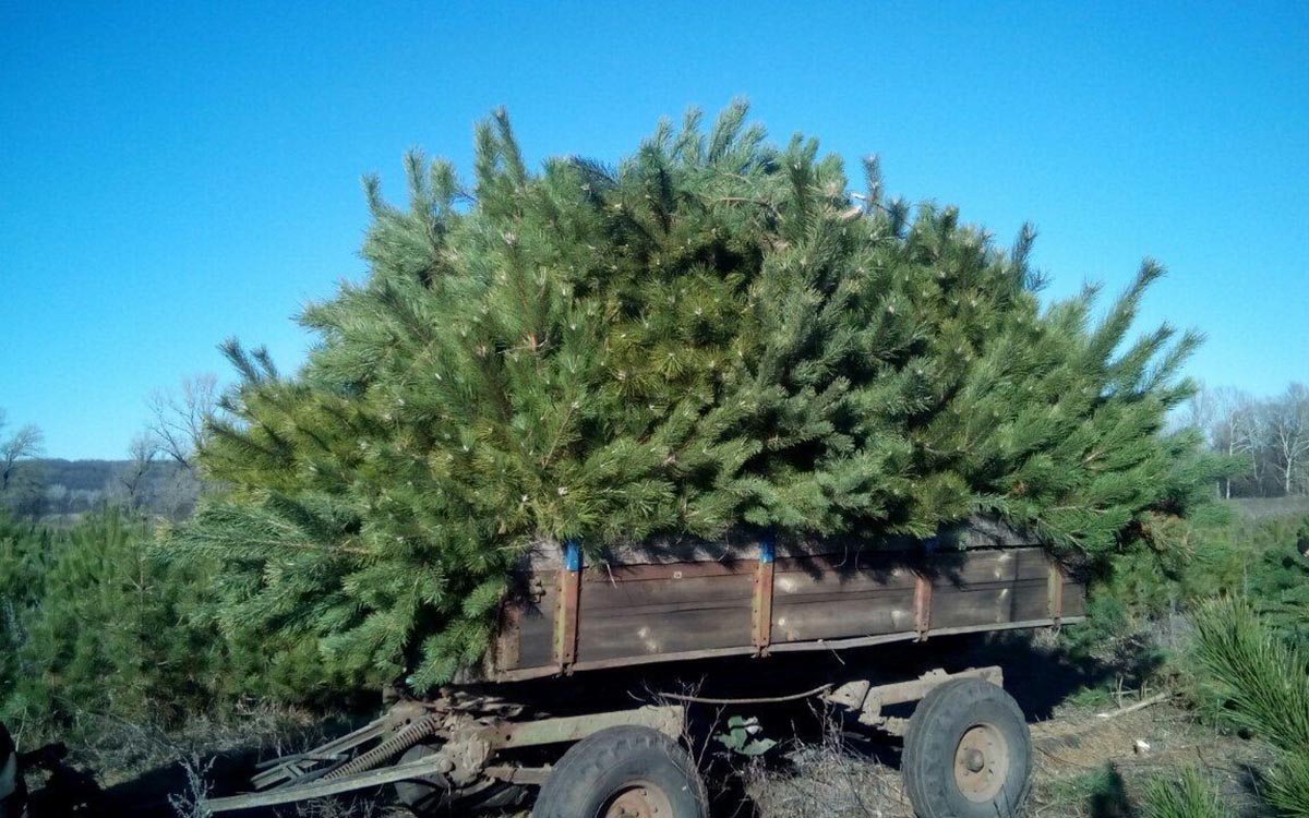 В оккупированном Луганске торгуют соснами родом из России