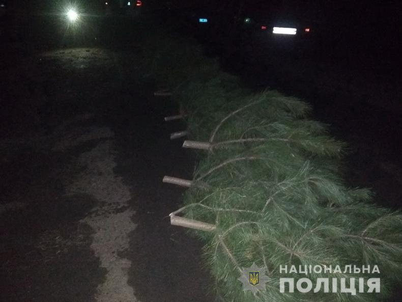 На Луганщине незаконно вырубают елки