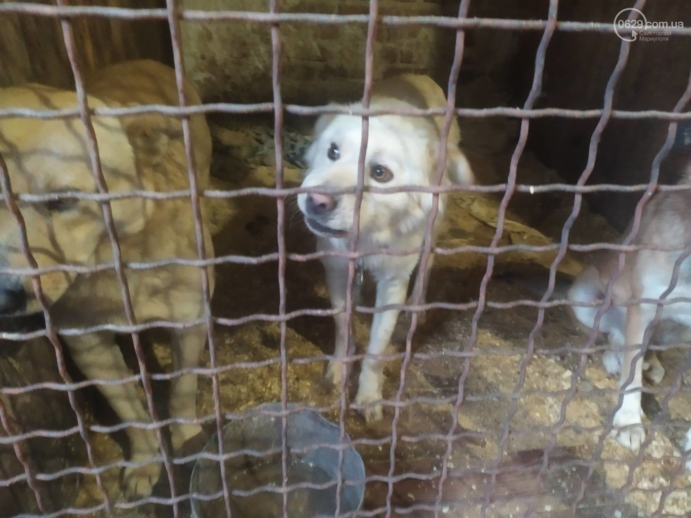 В Мариуполе на предприятии "Счастливые животные" собак предавали эвтаназии: причины неизвестны