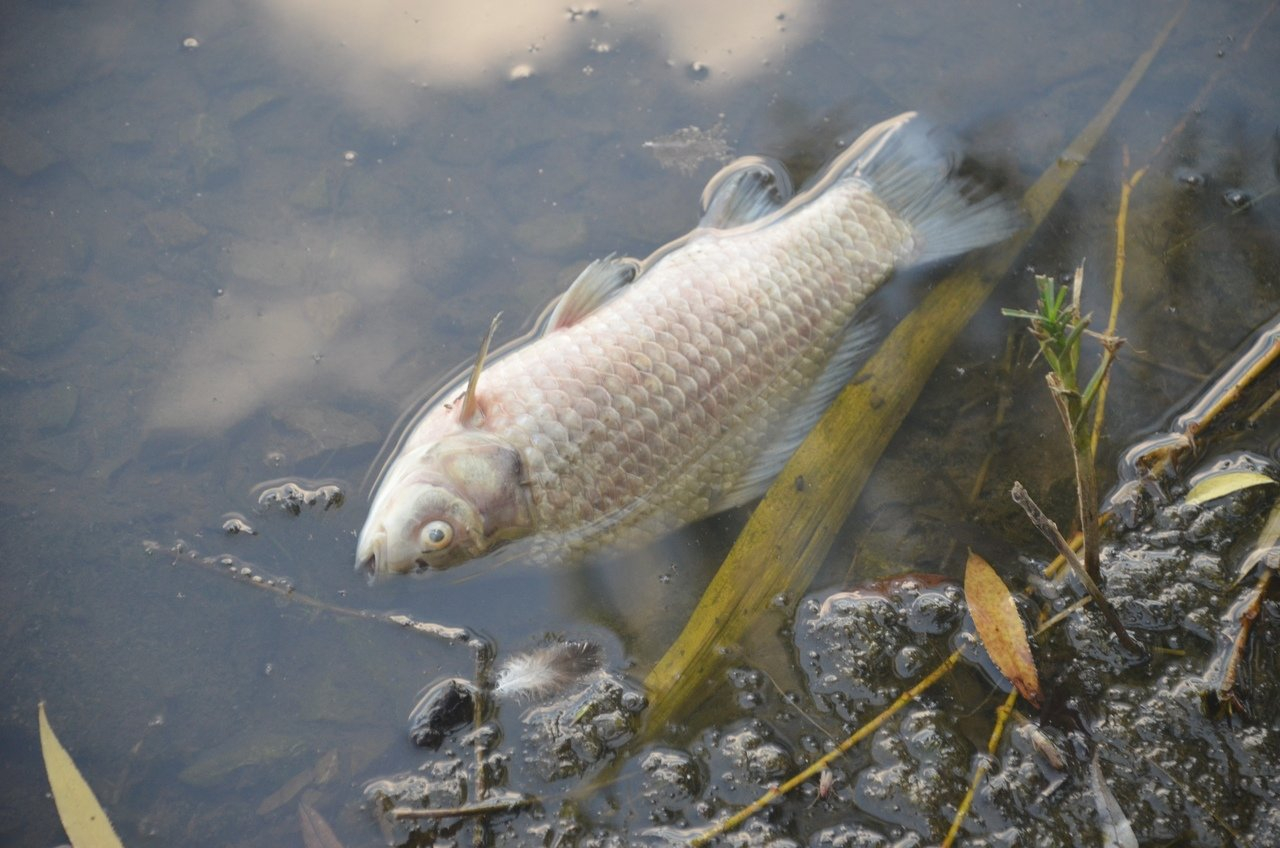 На Луганщине зафиксирована массовая гибель рыбы на более чем 6 млн грн