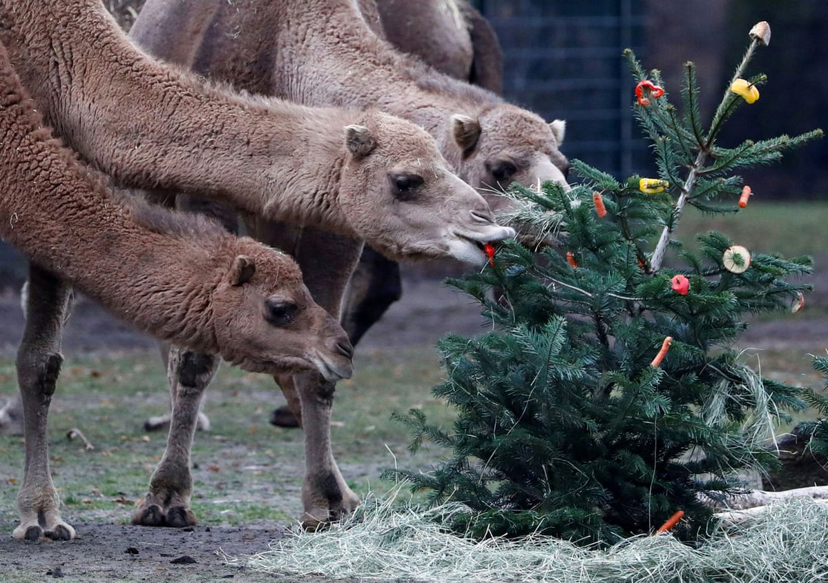 В Мариуполе новогодние елки собрали на корм верблюдам в зоопарк