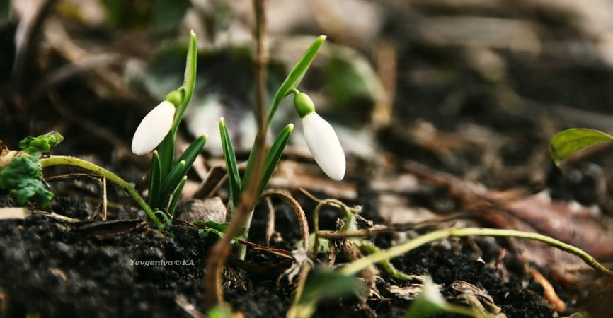 Исследователи рассказали, как аномально теплая зима повлияет на будущий урожай Луганщины