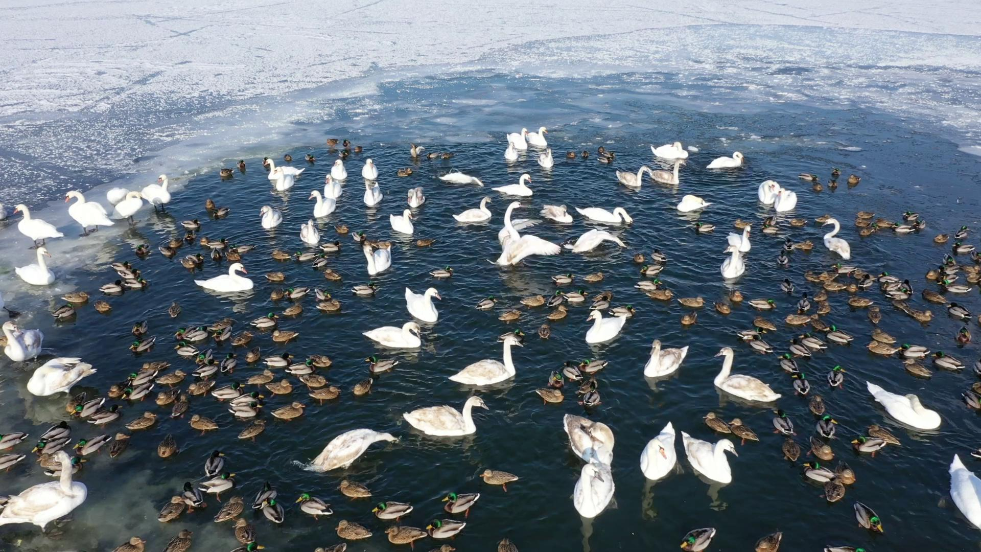 В сети показали, где зимуют лебеди на Донетчине: видео, фото