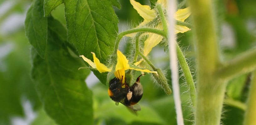 На Донетчине планируют развивать пчеловодство и овощеводство