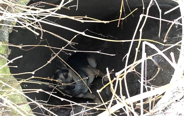 В Краматорске спасли собаку из канализационного люка
