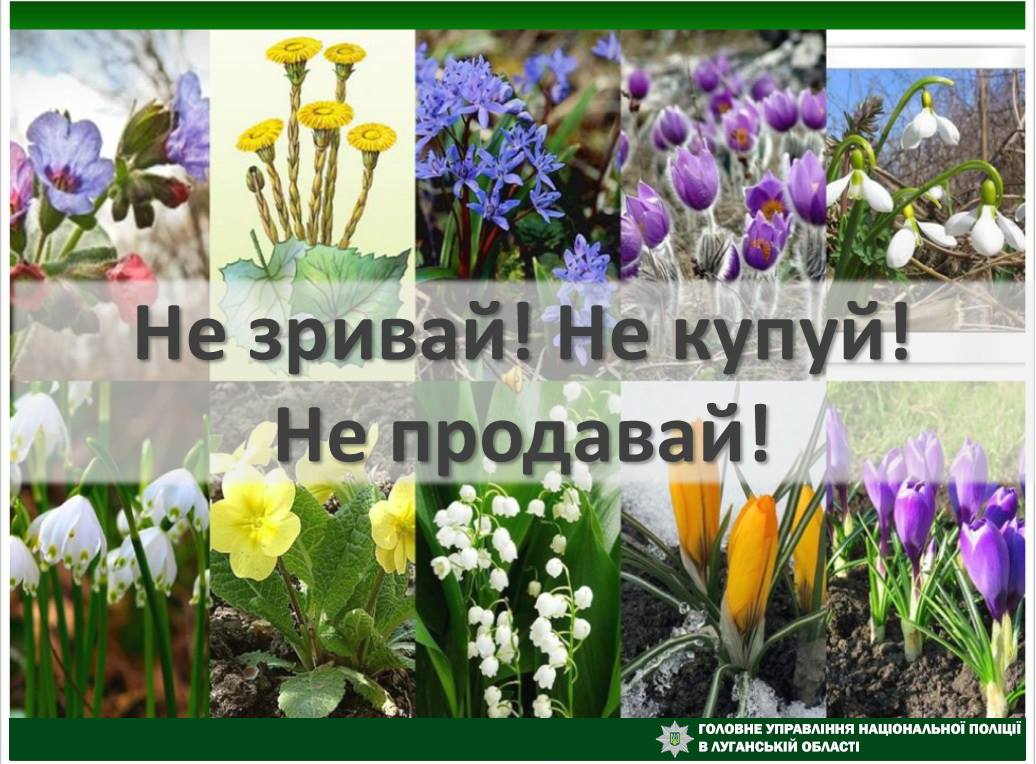 Полиция на Луганщине призывает не рвать и не покупать первоцветы