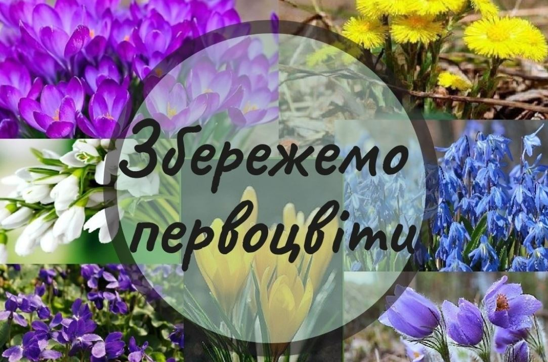 На Донетчине призывают не собирать первоцветы