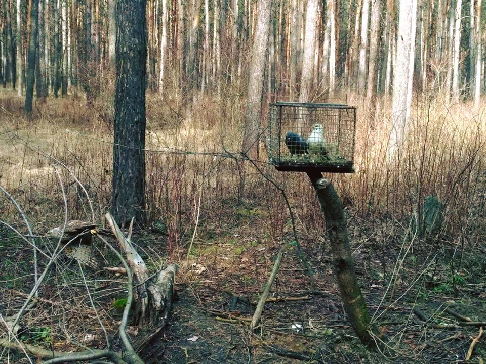 В лесах на Донетчине браконьеры используют хитрые ловушки для ловли хищных птиц