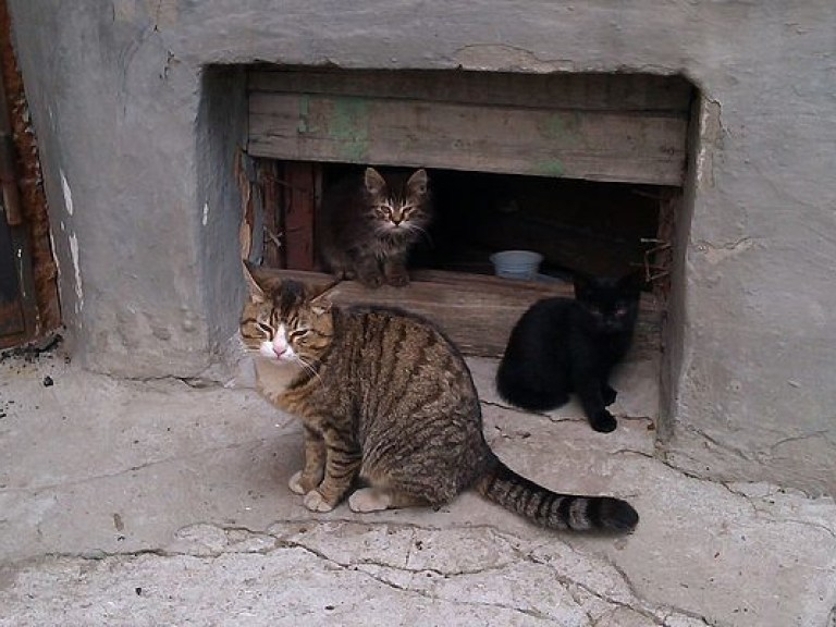 В Северодонецке хотят котов признать частью экосистемы города