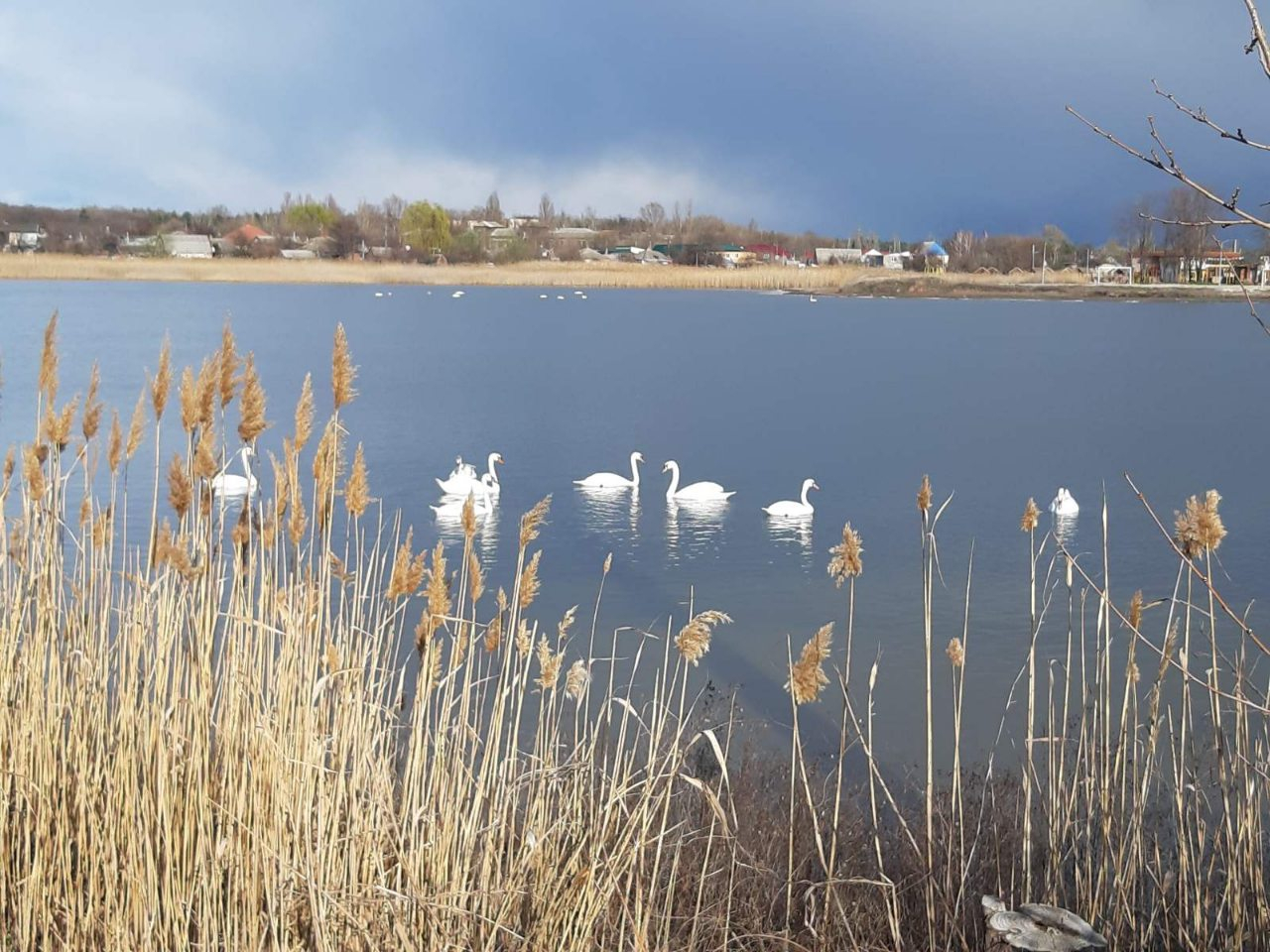 На озеро Славкурорта уже прилетели лебеди: фото