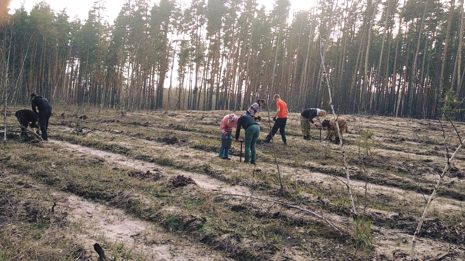 На севере Донетчины проходит высадка леса