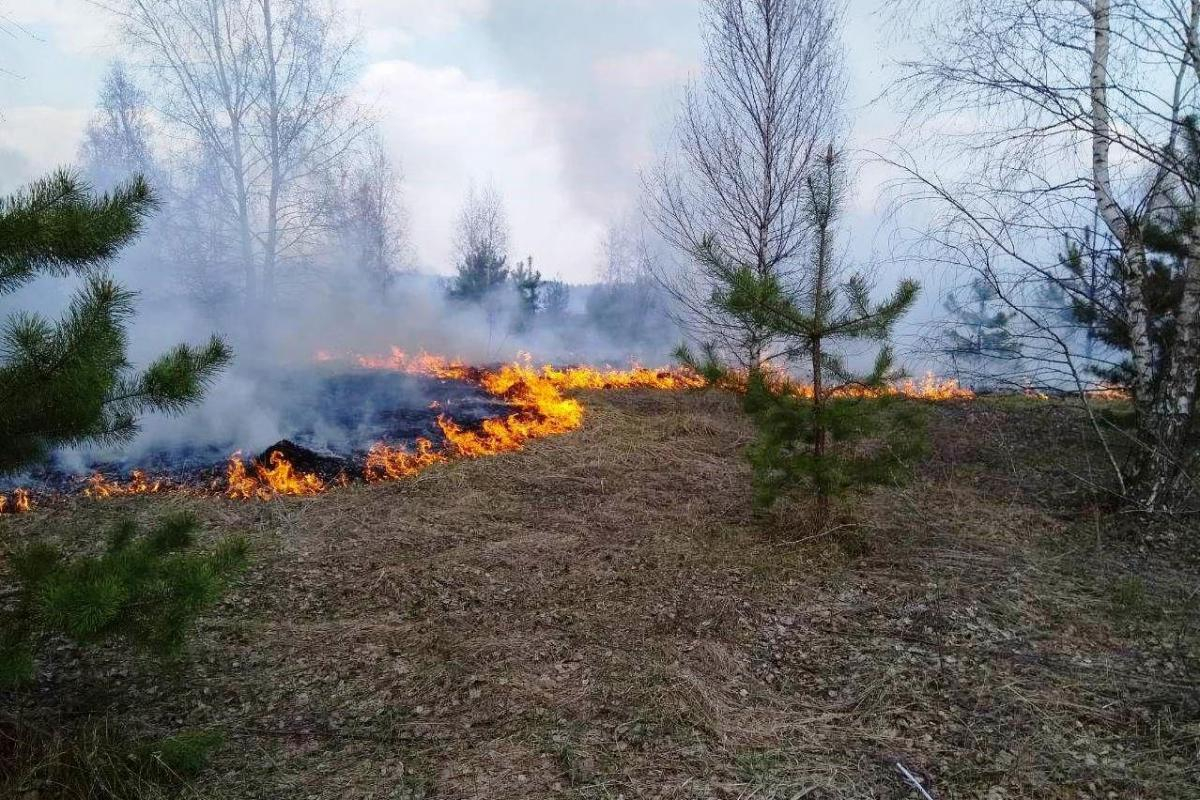 Лесная охрана в Лиманской ОТГ за прошлую неделю потушила 3 пожара