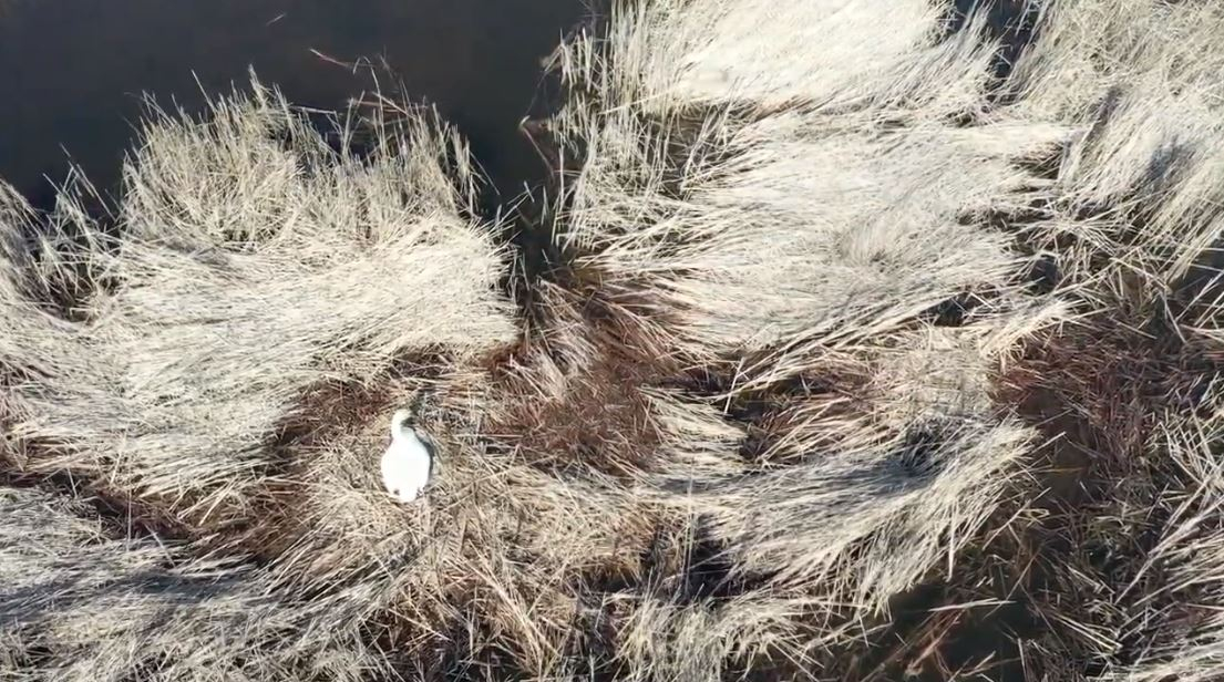 На Донетчине лебеди обустроили гнезда для кладки яиц: видео