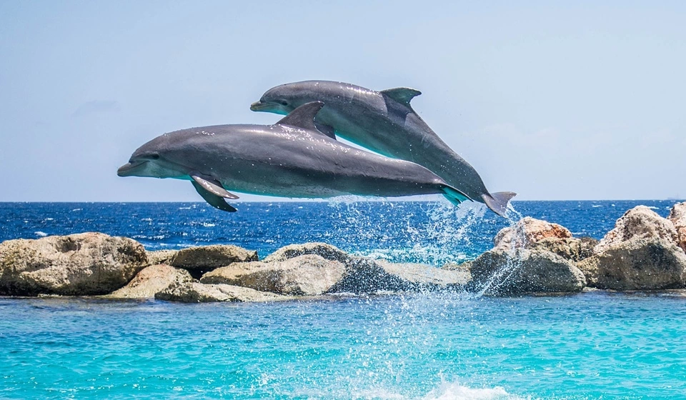 В порт Мариуполя приплыли дельфины: видео