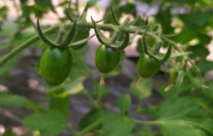 Нидерландские шмели теперь будут опылять томаты в Станице Луганской: чем полезны