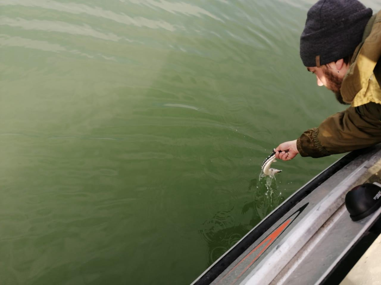 Пограничники спасли в Азовском море рыбы на почти 500 тыс грн