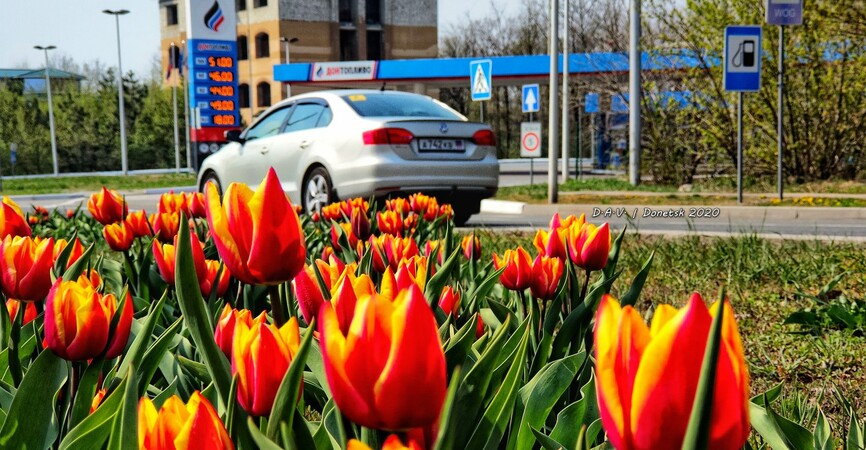 В соцсети выложили фото весеннего Донецка: повсюду тюльпаны
