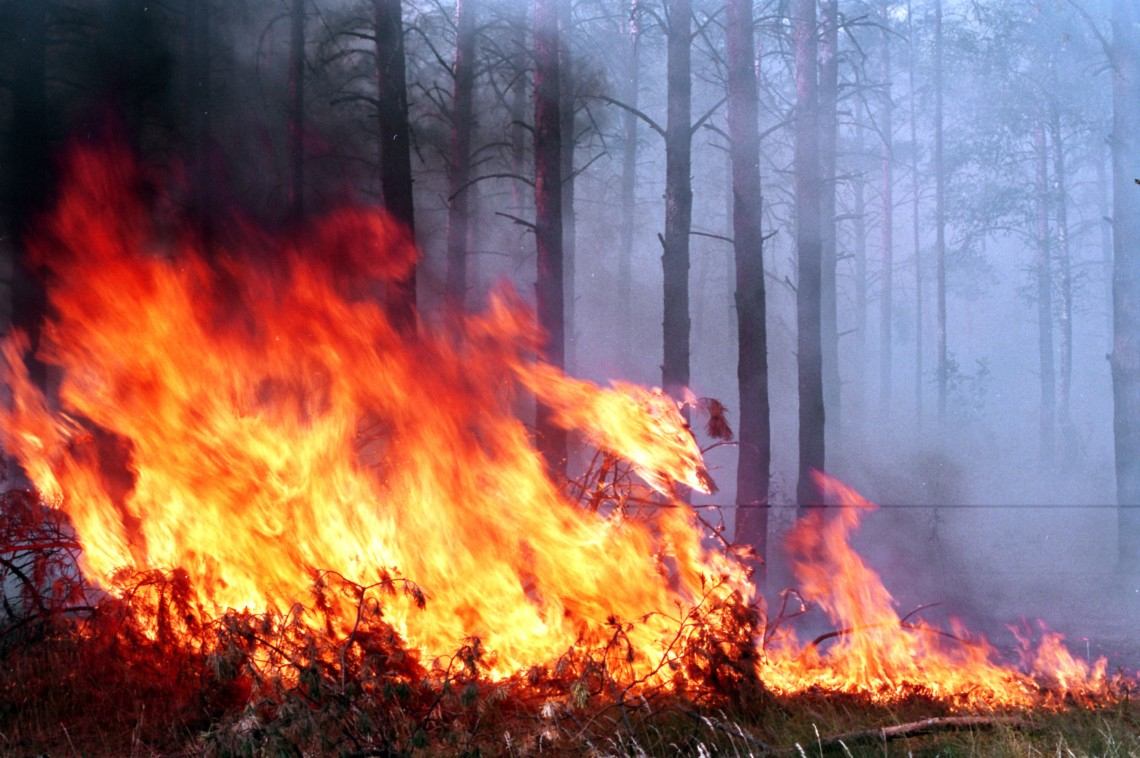 На территории лесов Северодонецкого горсовета ввели режим пожарной опасности: что означает для населения