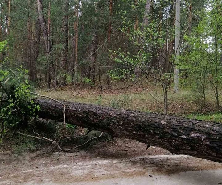 На Луганщине в заповедном урочище ветром повалило деревья: фото