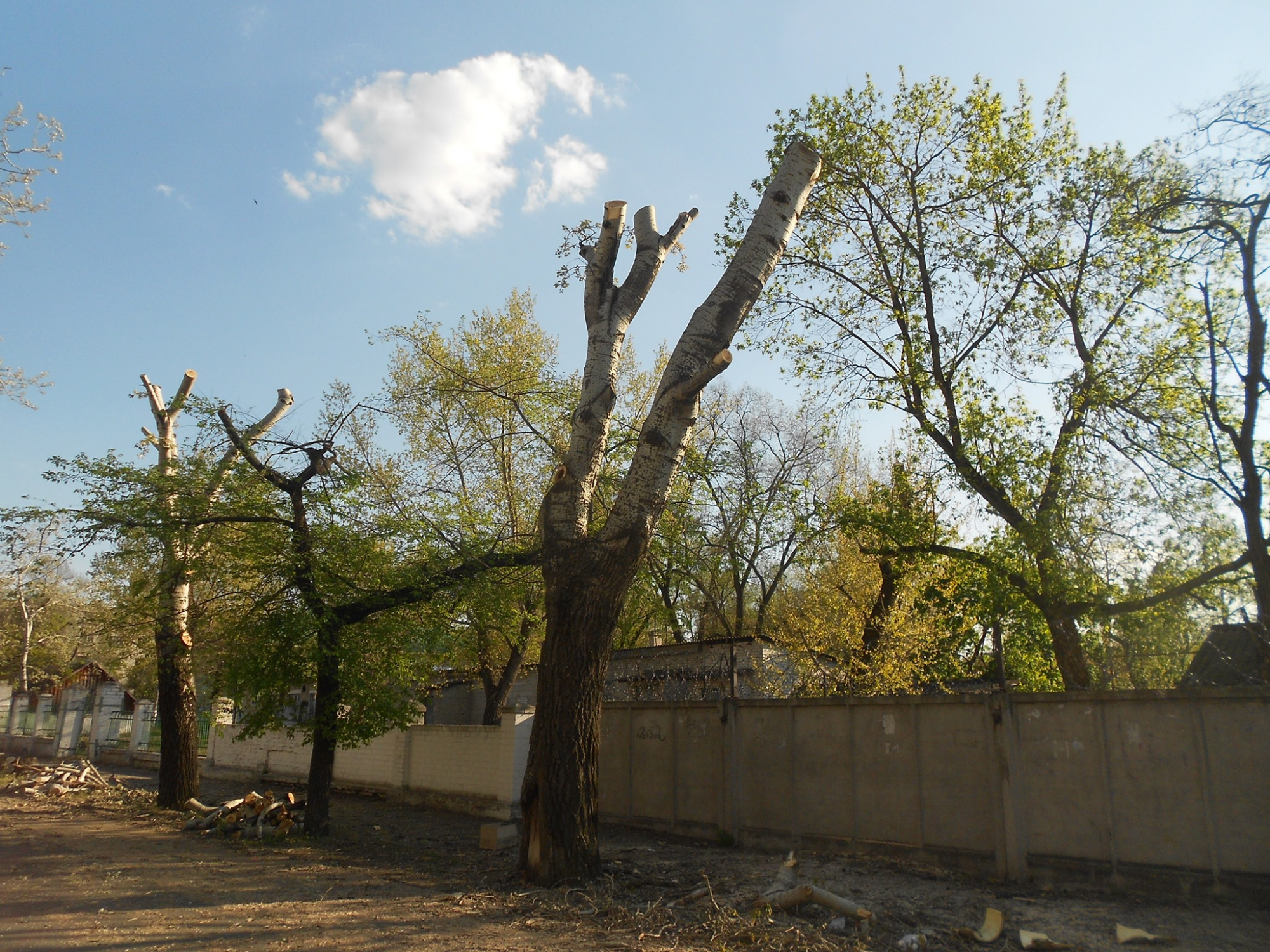 Жители Северодонецка показали негативный результат обрезки деревьев в городе
