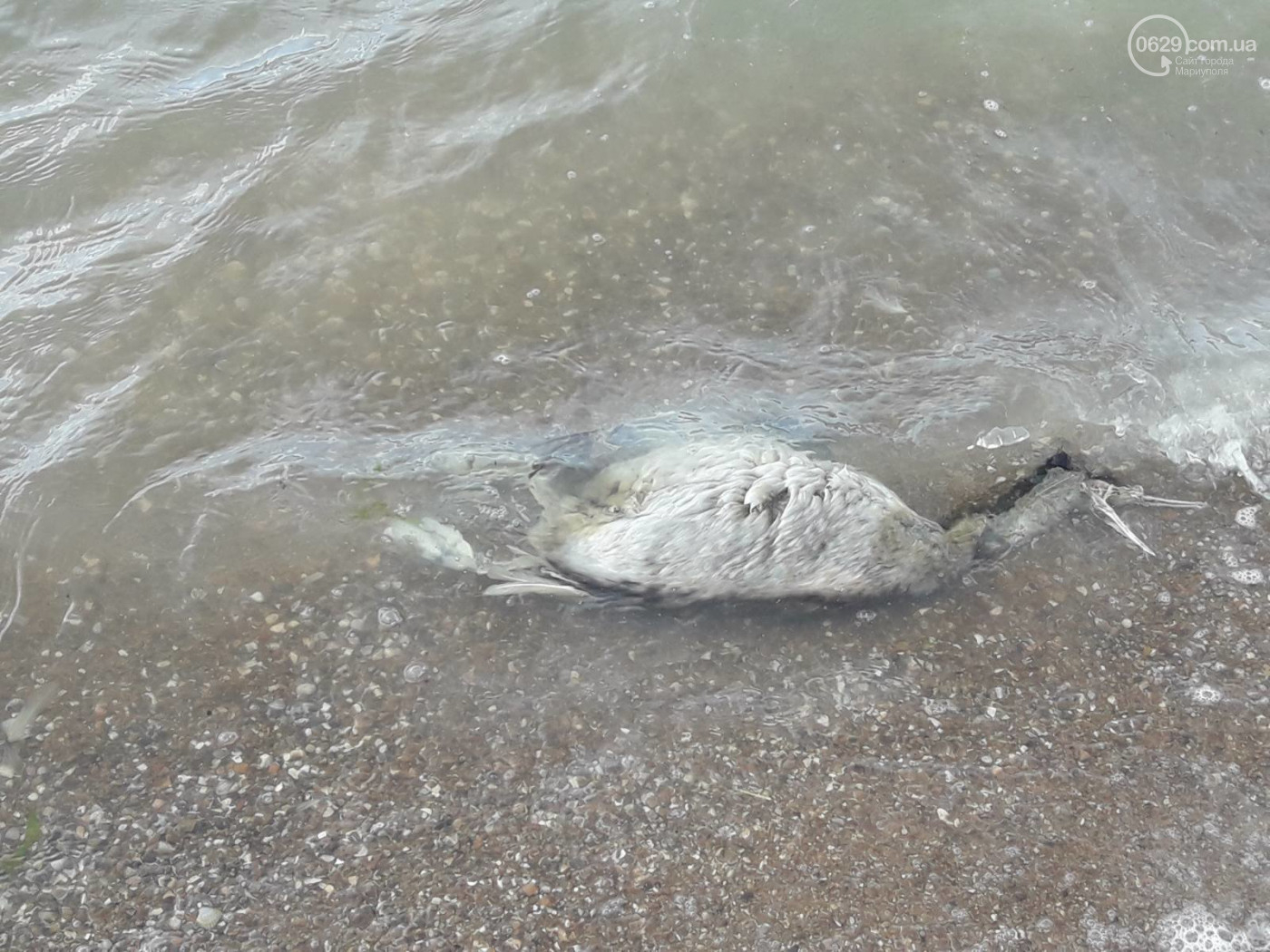 На одном из пляжей Мариуполя обнаружили мертвых птиц: фото