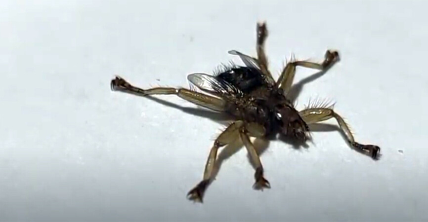 В Мариуполе появилось редкое насекомое: фото