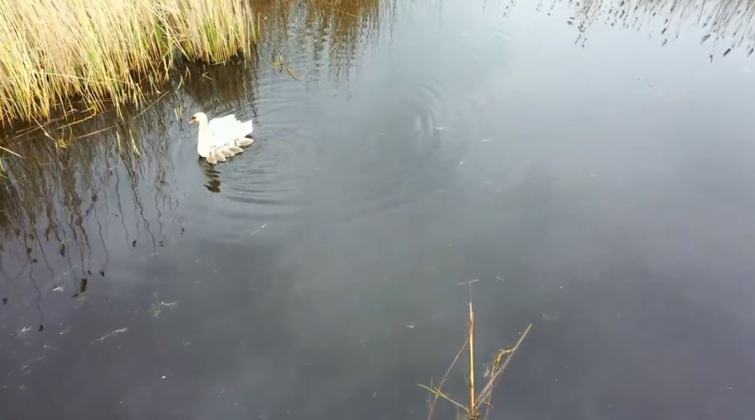 В семье лебедей ландшафтного парка Донетчины пополнение: видео