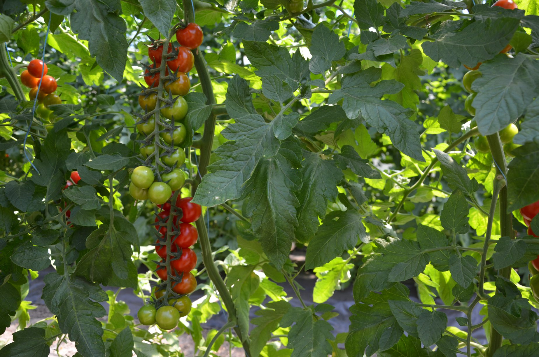 В Станице Луганской собирают урожай томатов на две неделе раньше: как удалось достичь такого результата
