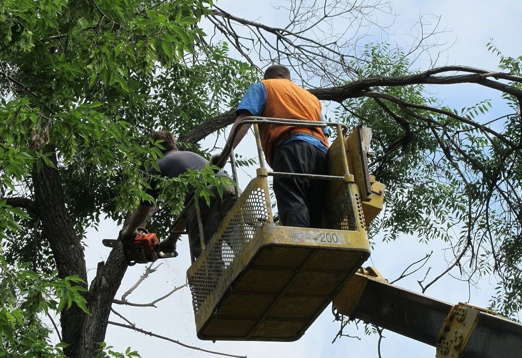 В Дружковке сносят аварийные деревья: видео