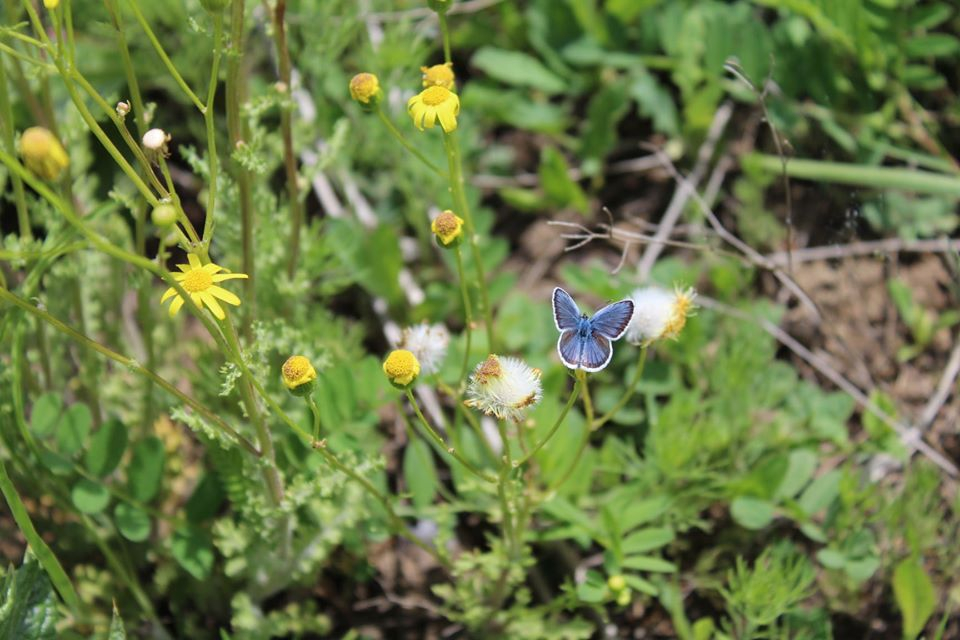 Ландшафтный парк "Клебан-Бык" показал фото цветущего заповедника