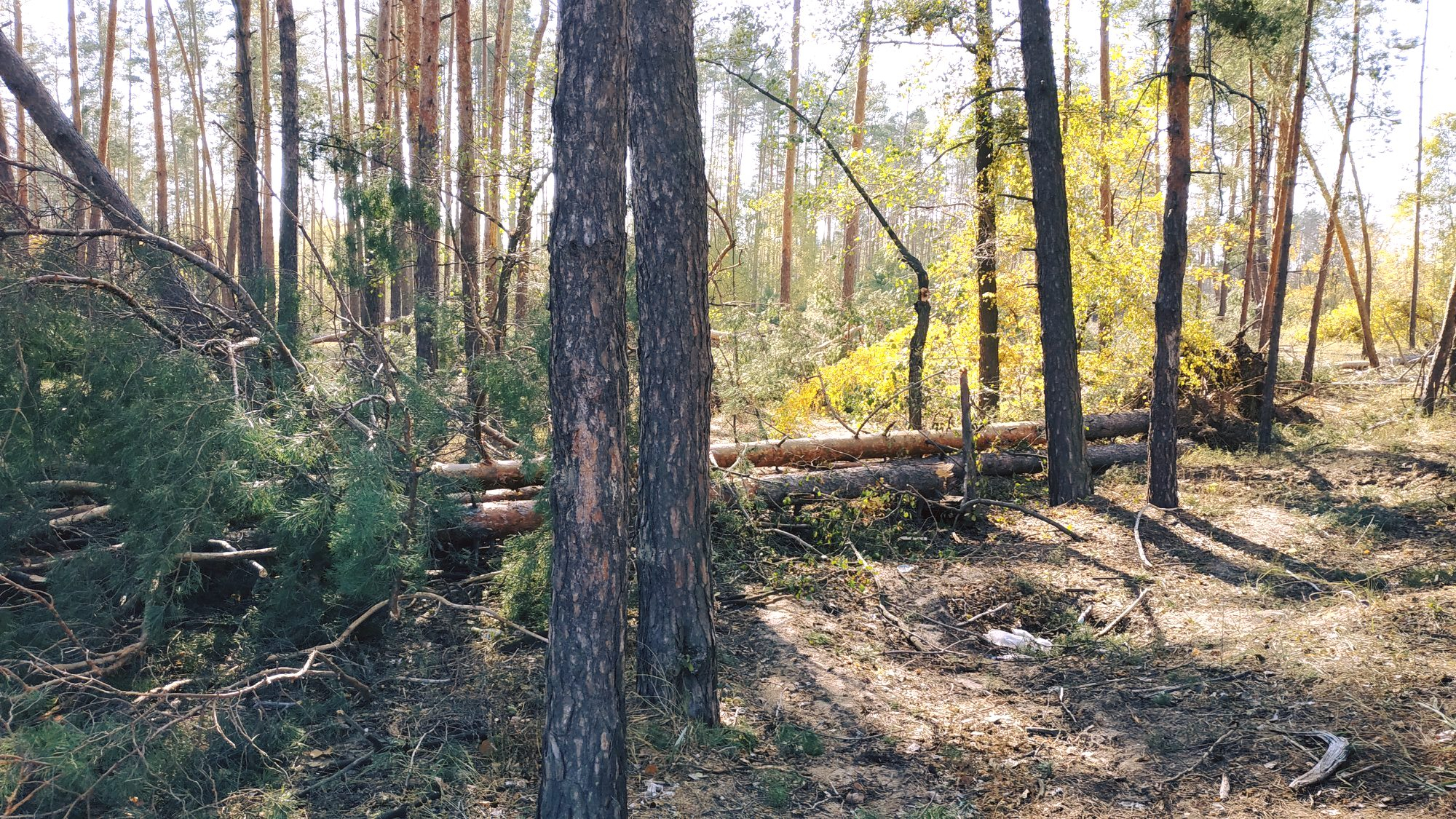 На Луганщине стихия нанесла ущерб лесным насаждениям
