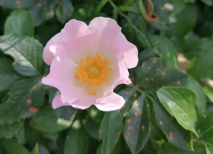 В сети показали цветы ландшафтного парка "Клебан-Бык": фото