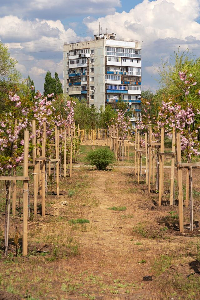 В Северодонецке показали, как цветут сакуры