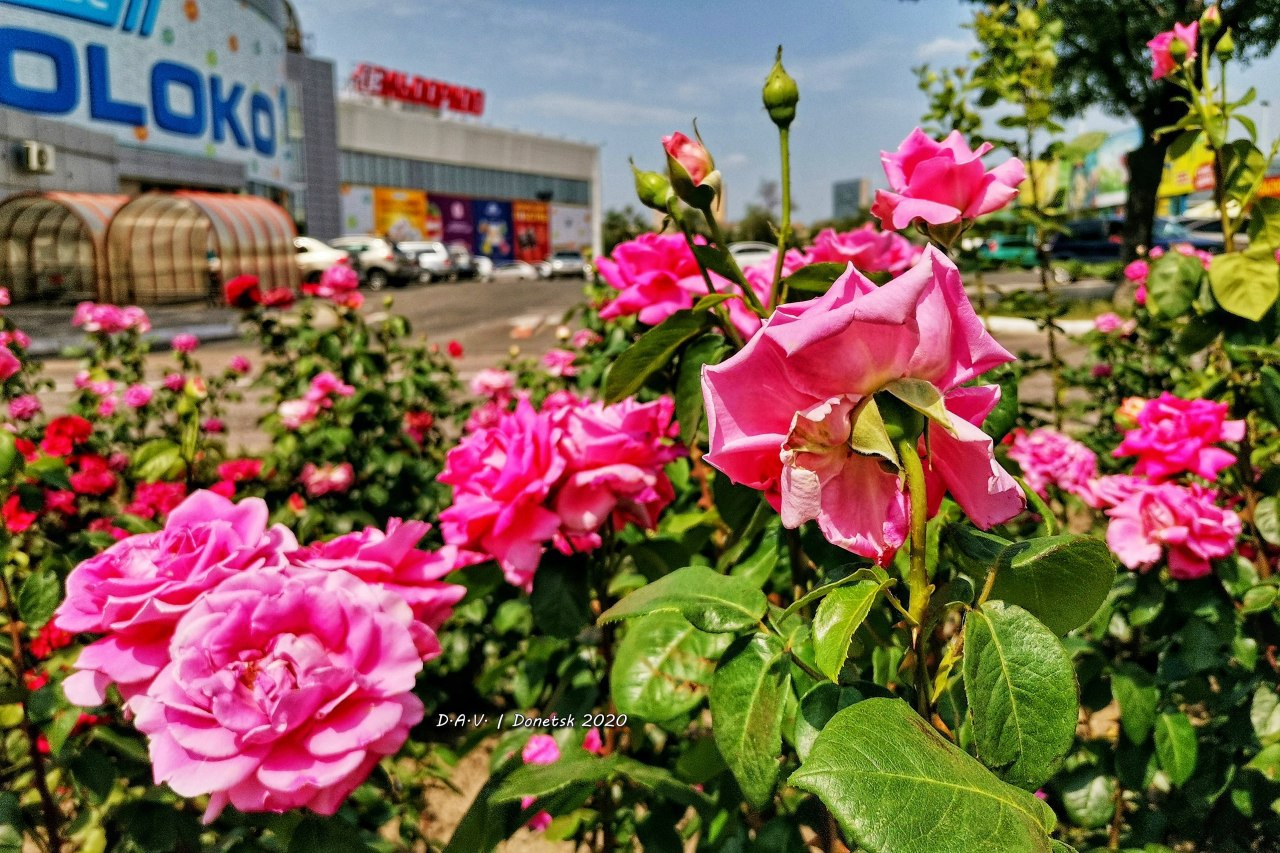 В Донецке показали цветение роз: фото – Східний Варіант