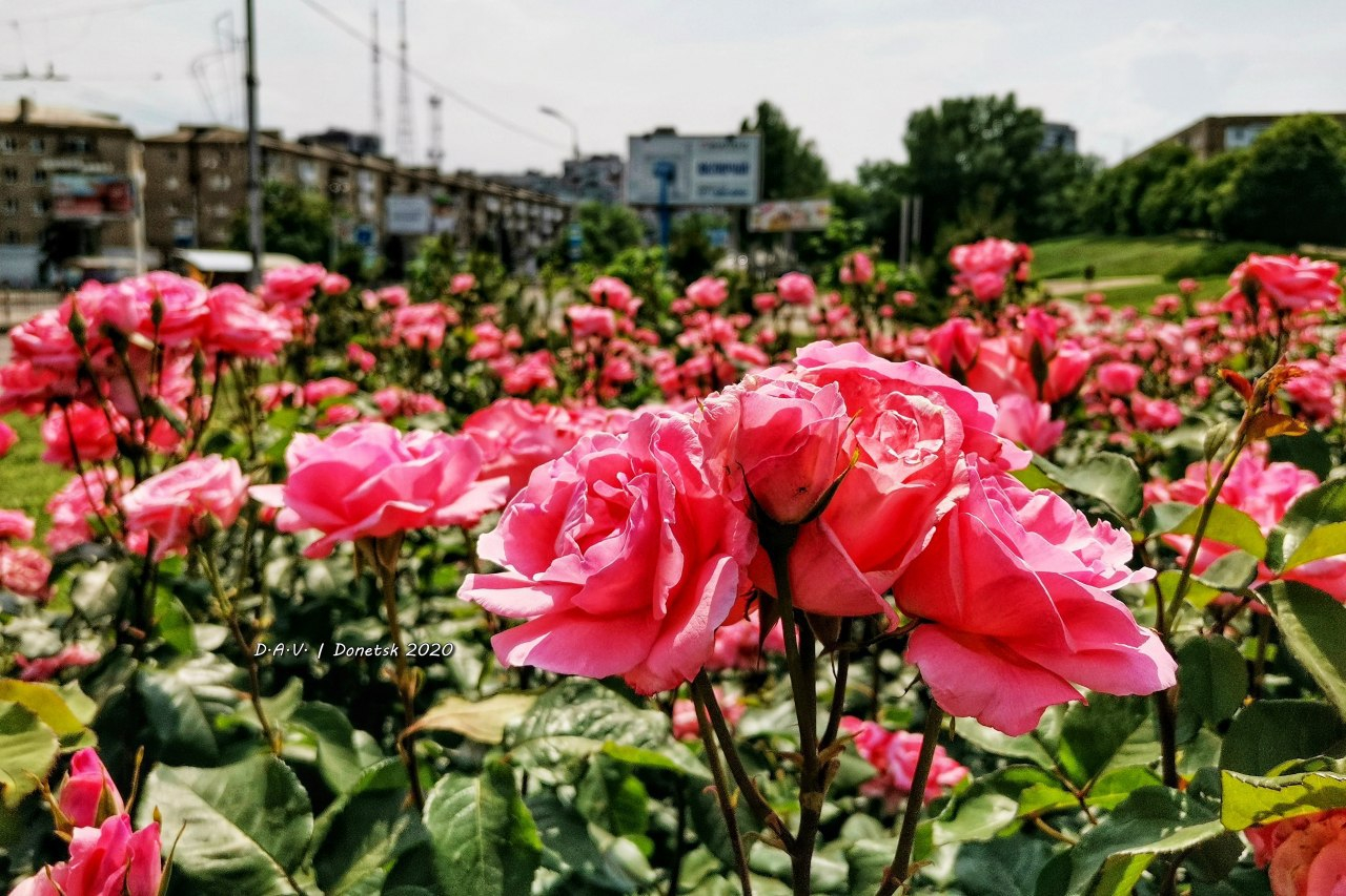 В Донецке показали цветение роз: фото – Східний Варіант