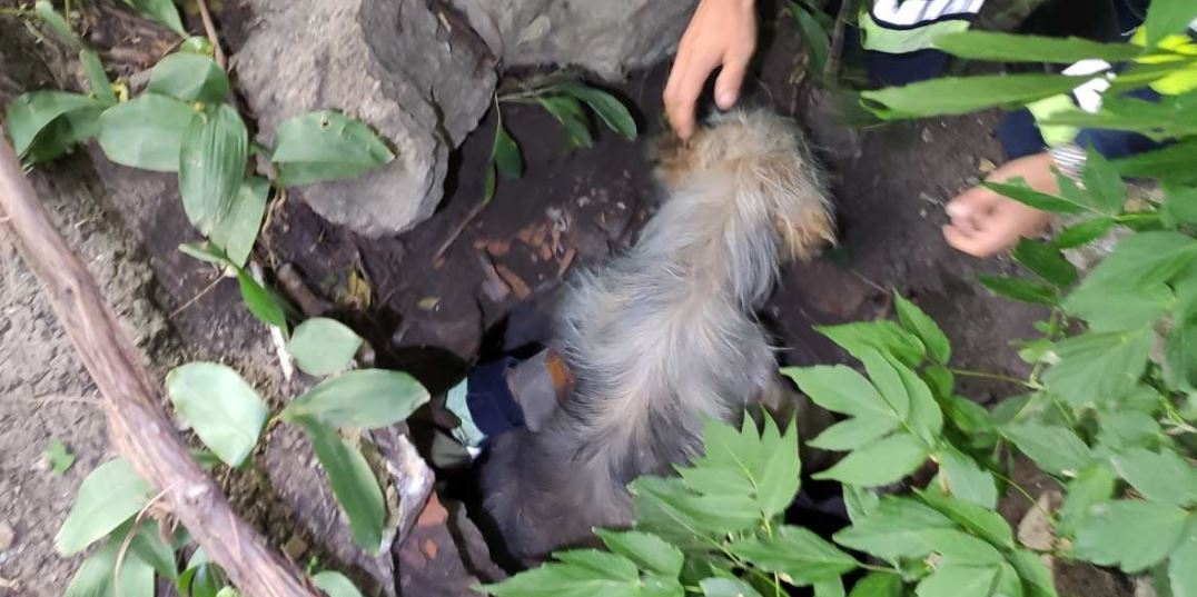 На Донетчине спасатели вытащили собаку из технического люка: фото