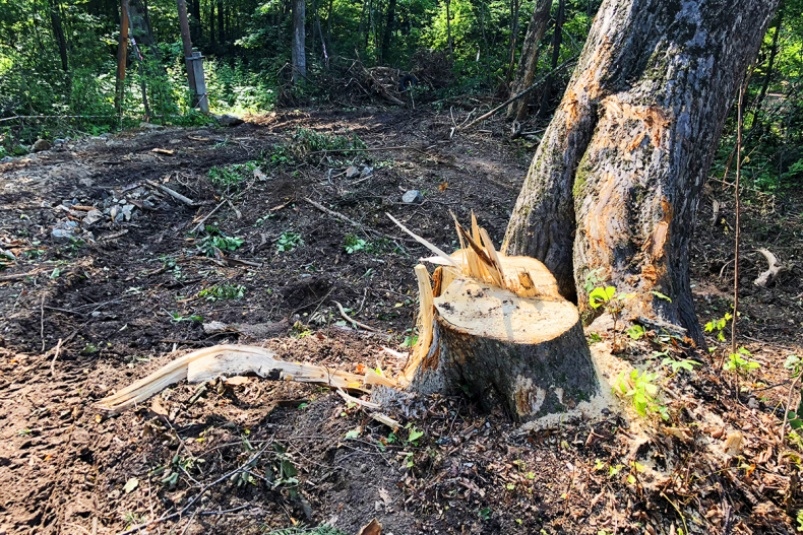 На Луганщине выявили факт незаконной рубки леса
